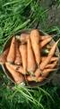 Продажа оптом моркови свежего урожая с Краснодарских полей.